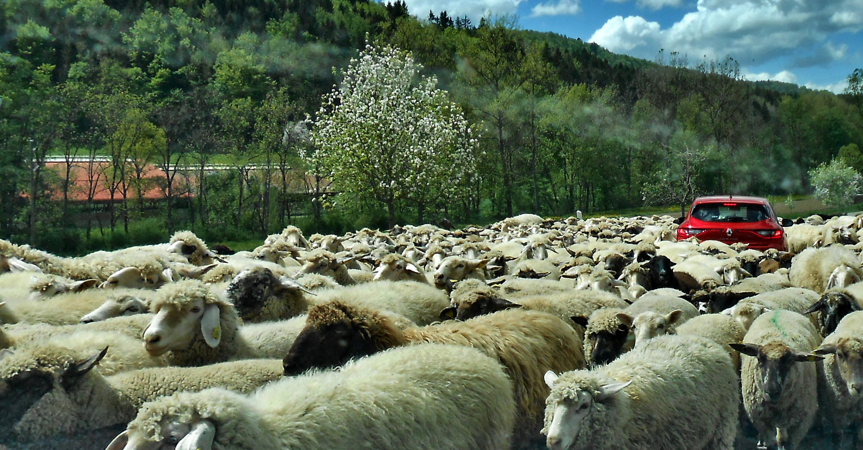 Der Rote Stier  im Schafskampf